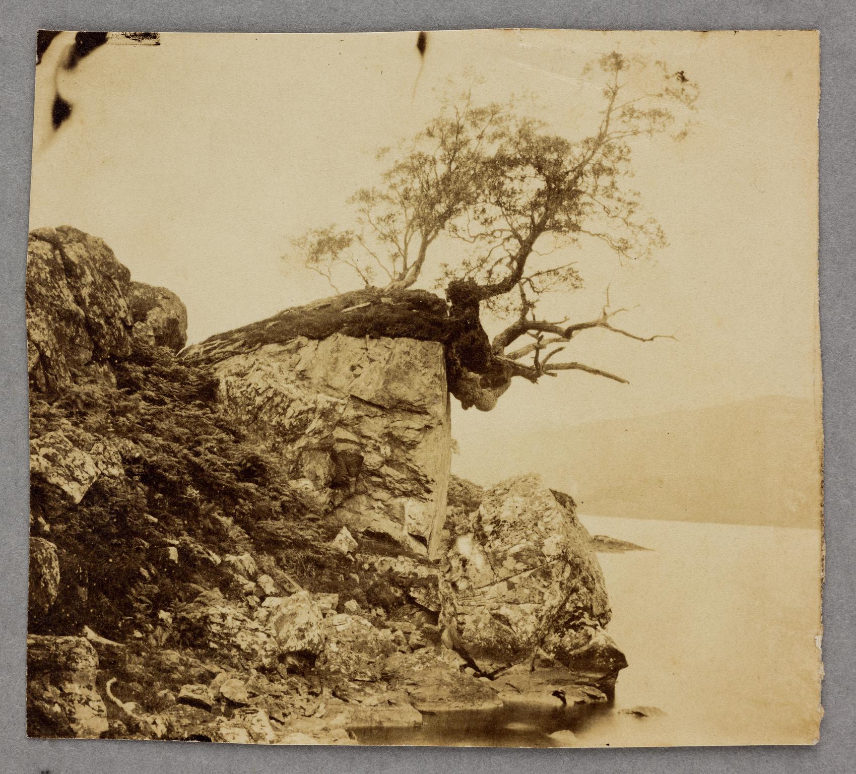 Tree on rocky shore of lake, photograph