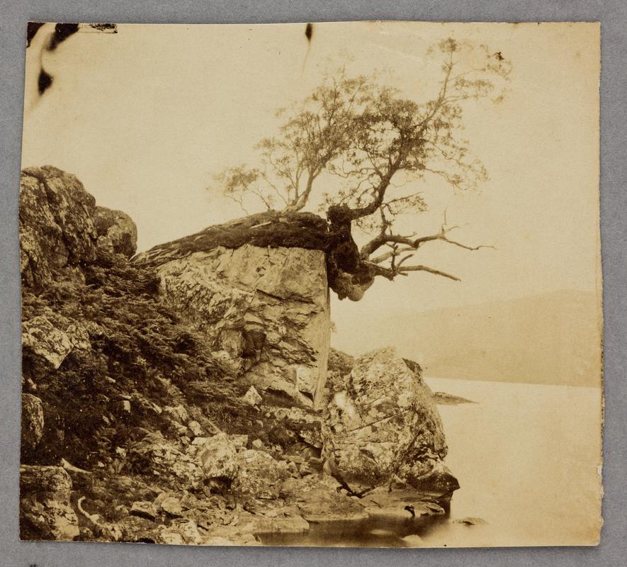 tree on rocky shore of lake, photograph