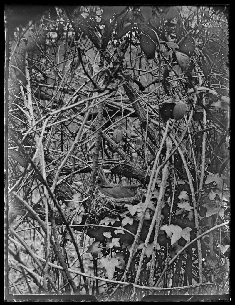 Blackbird, glass negative