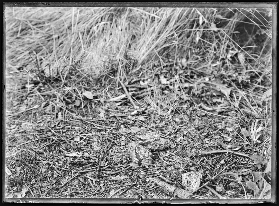 Nightjars, glass negative