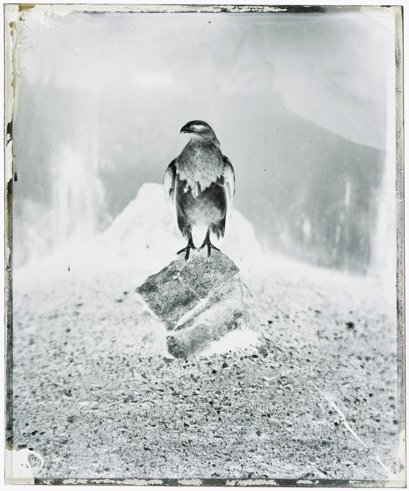 Eagle at Bristol Zoological Gardens, glass negative