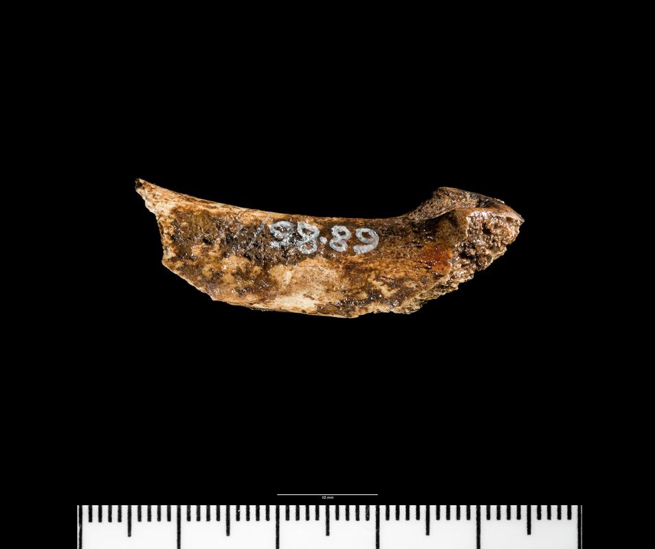 Late Neolithic human remains - tooth cave