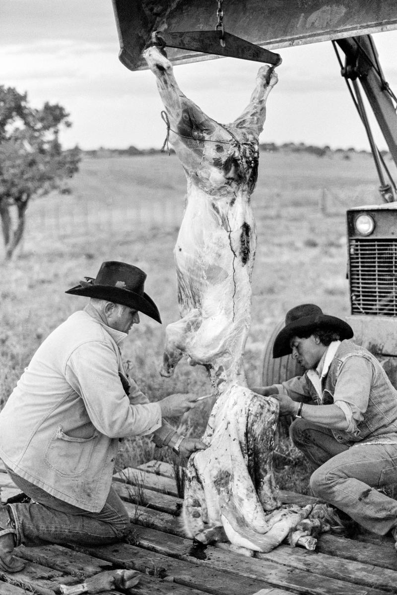 USA. ARIZONA.  Payson. The FISH Cattle Ranch.  Ralf and ranch hand (Mexican) skin a cow that will be cut up and put into the deep freeze for the next months meat. 1980.