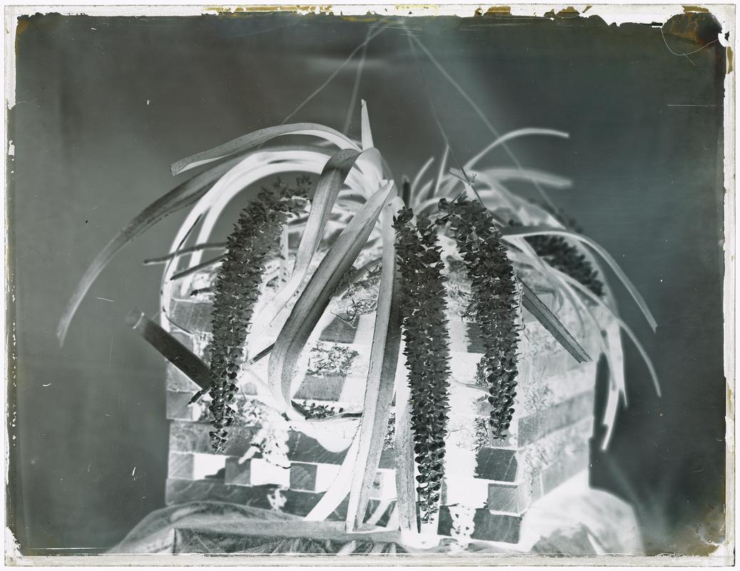 Saccolobium (glass negative)