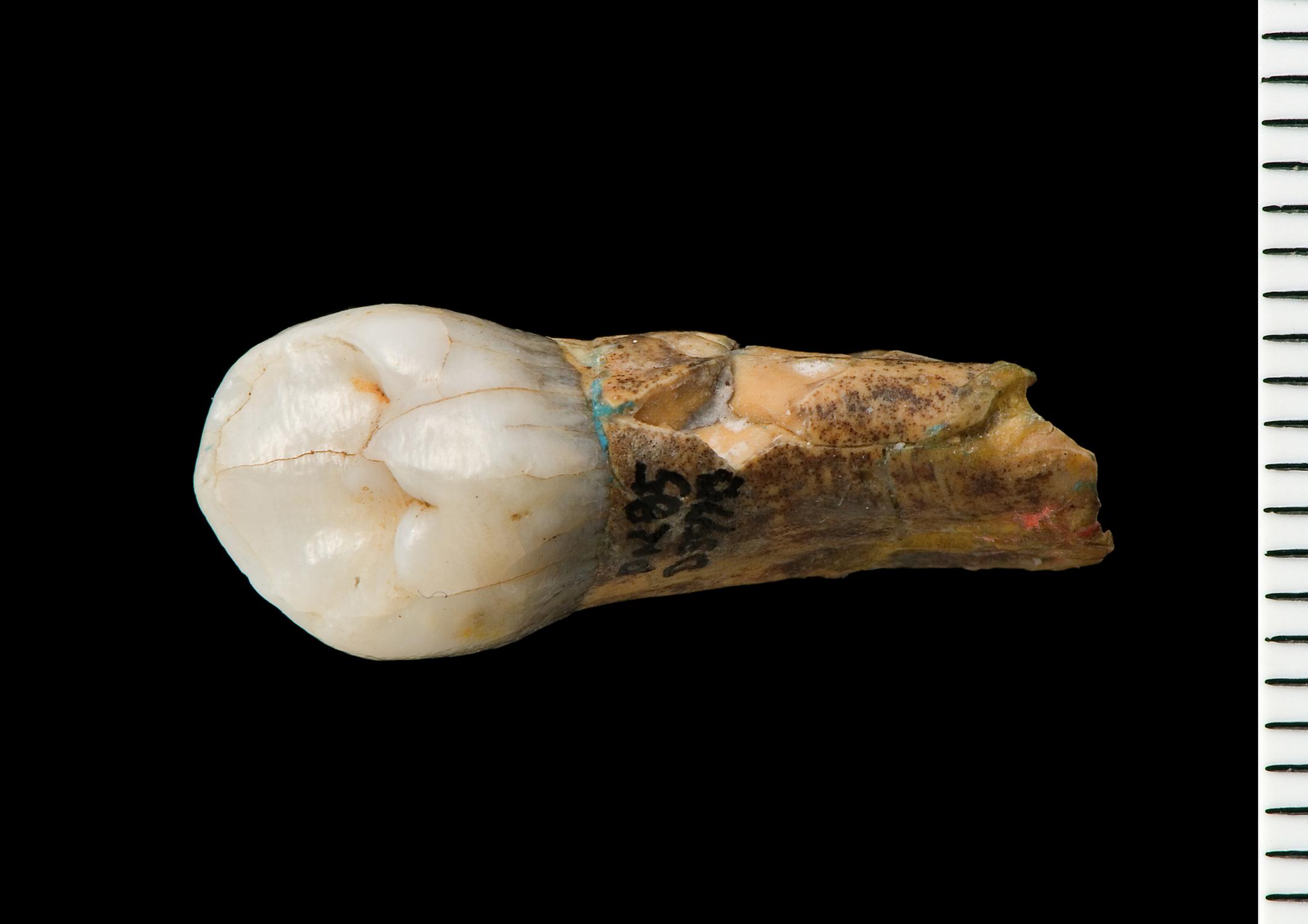 Lower Palaeolithic Neanderthal premolar