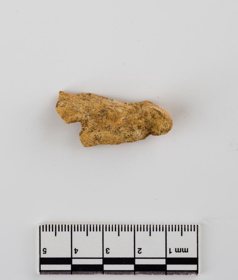 Pleistocene deer bone