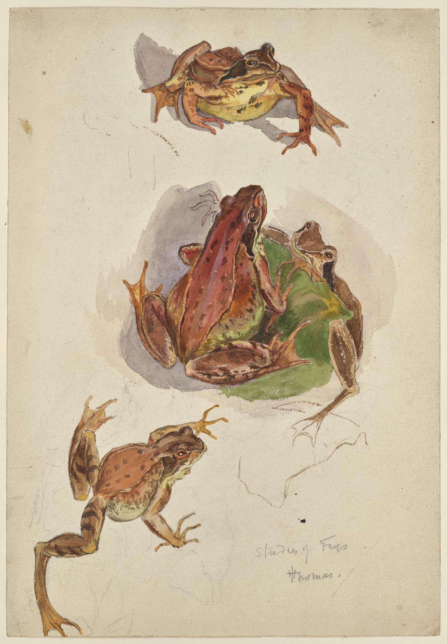 Studies of frogs