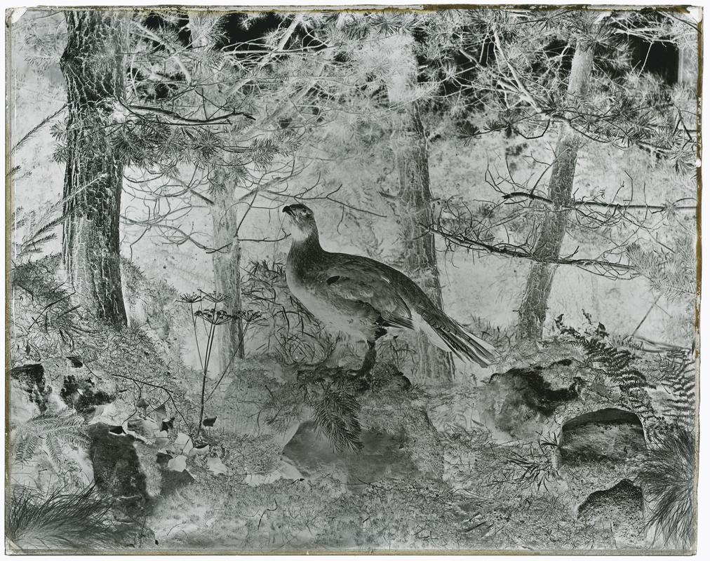 Capercailie, glass negative