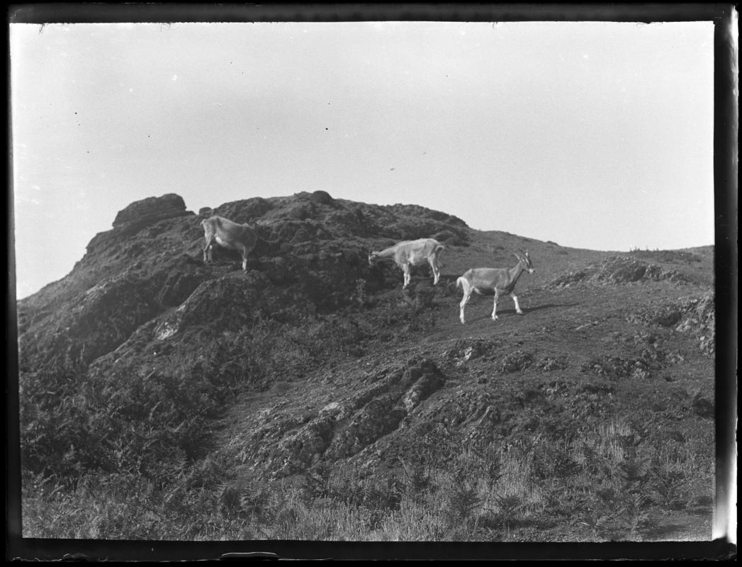 Goats, glass negative