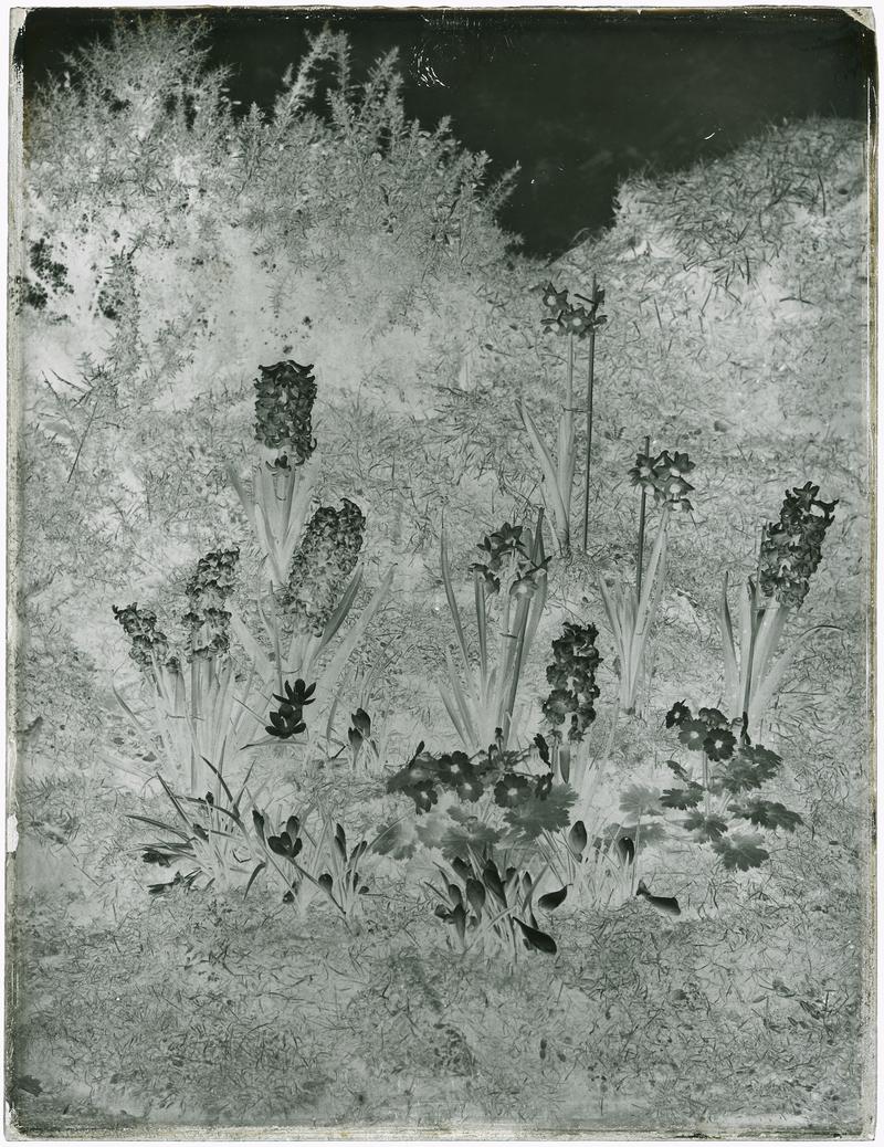 Hyacinths, glass negative