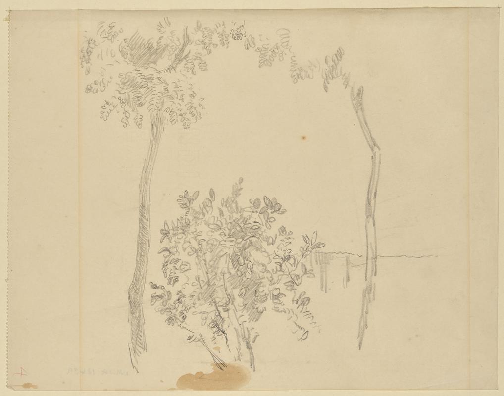Tree and Foliage Study
