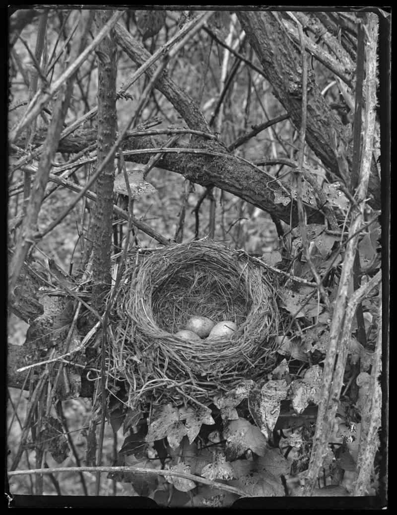 Blackbird nest, glass negative