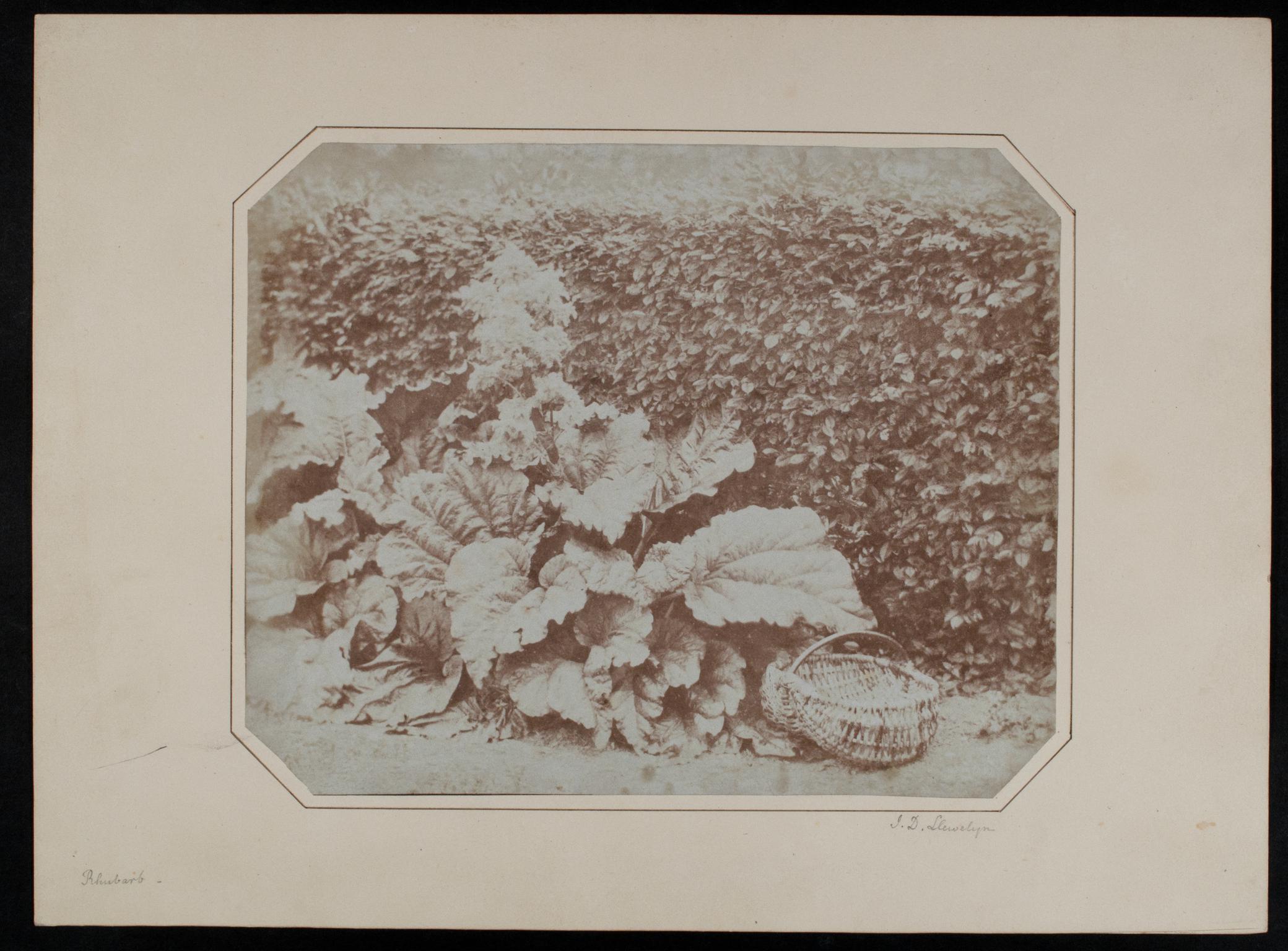 Rhubarb, photograph