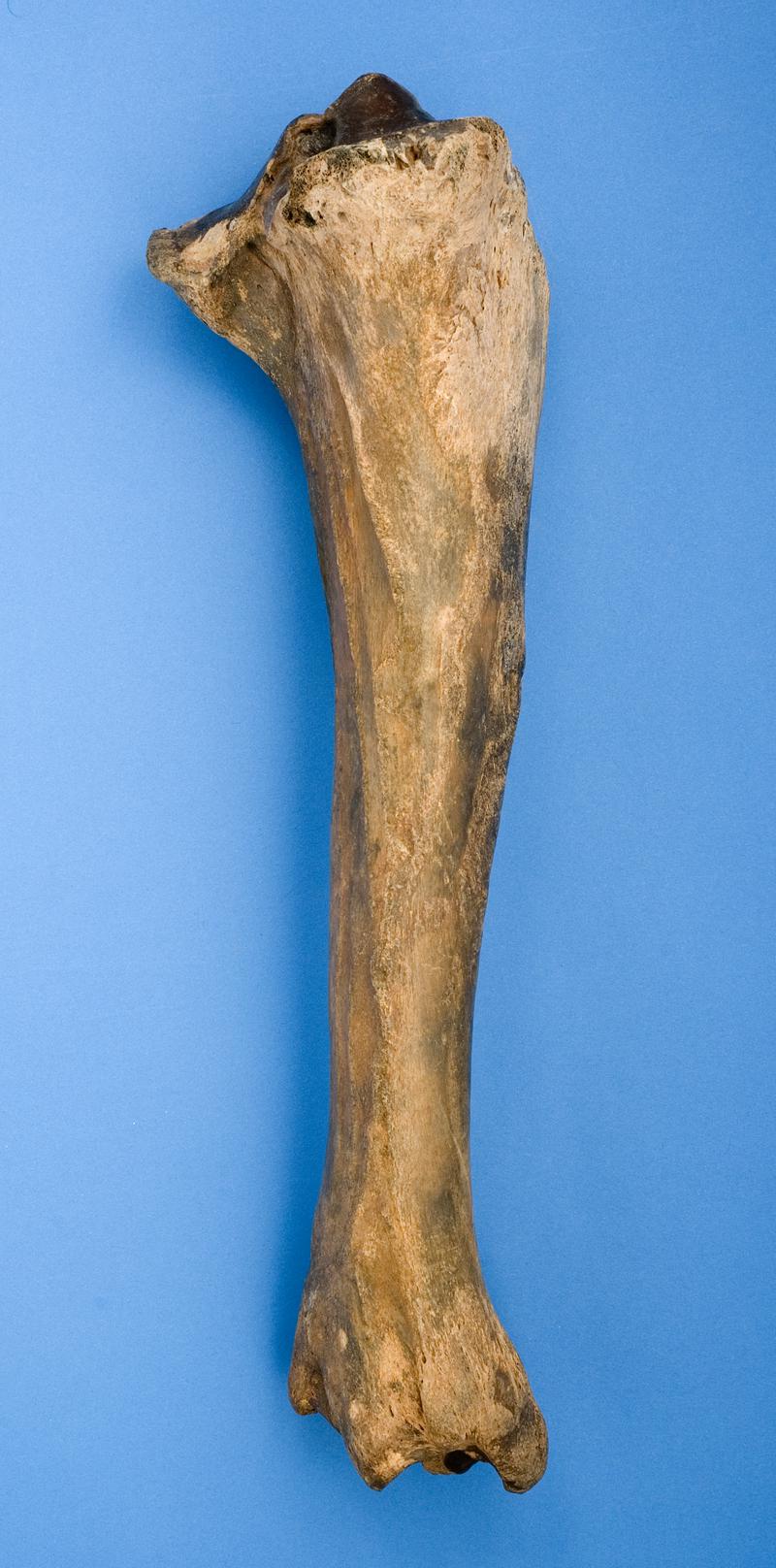 Holocene auroch bone