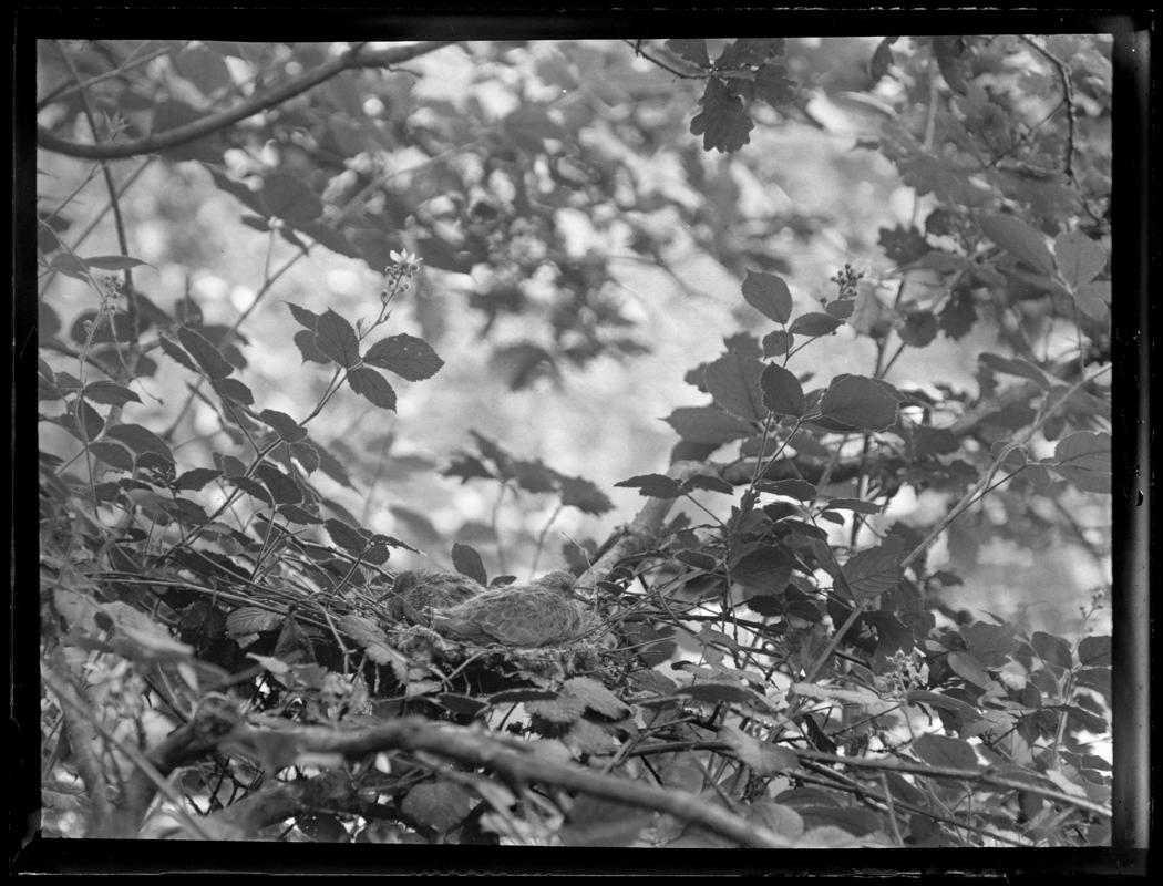 Young Turtle Dove, glass negative