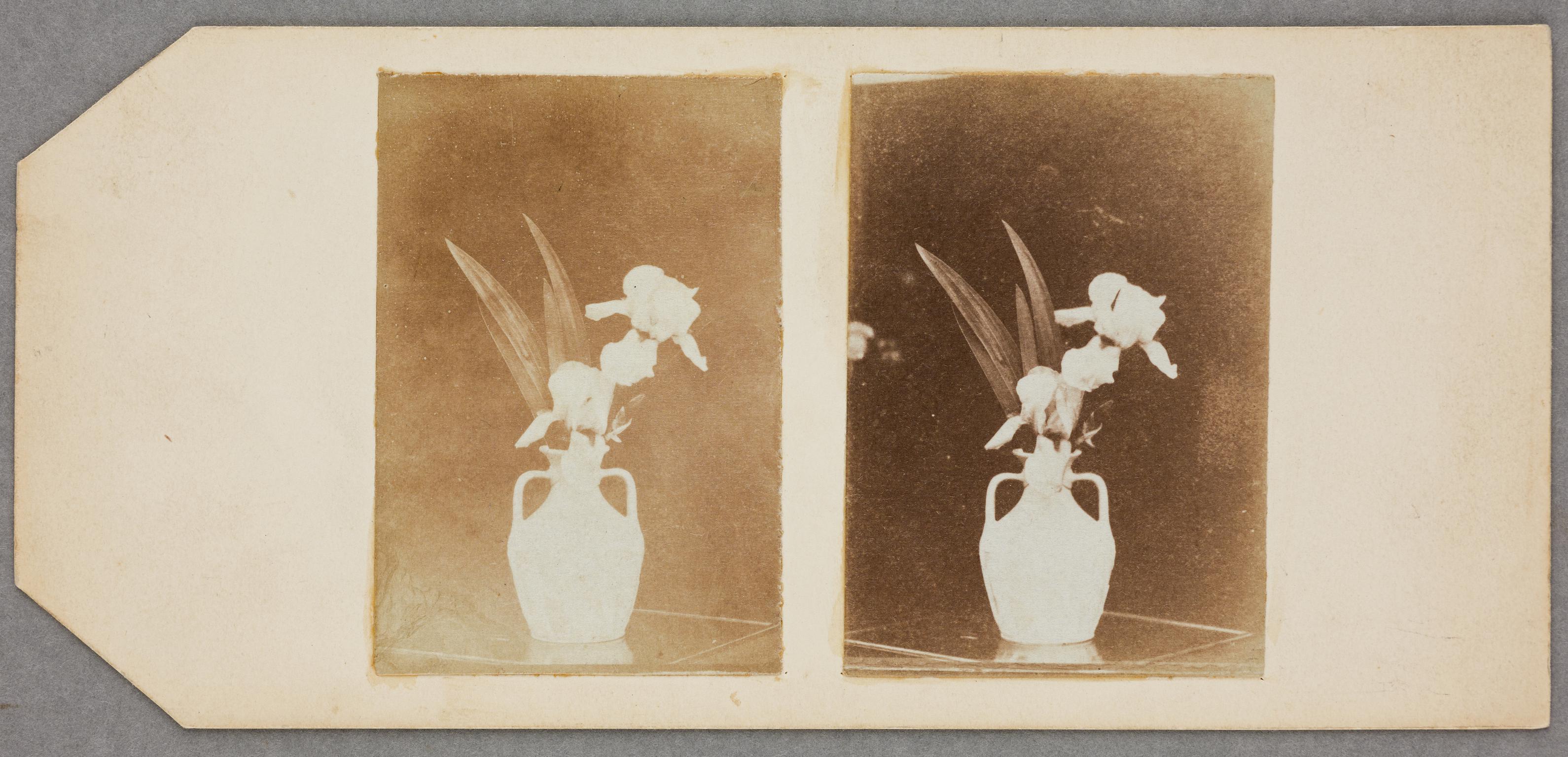 Vase of iris, photograph