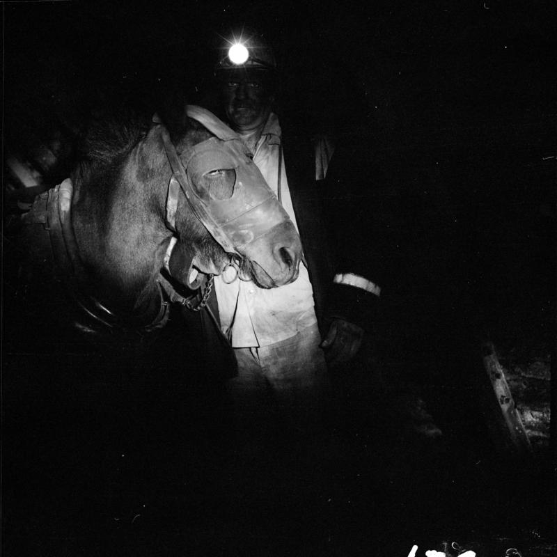 Black and white film negative showing a pit pony underground at Lady Windsor Colliery.