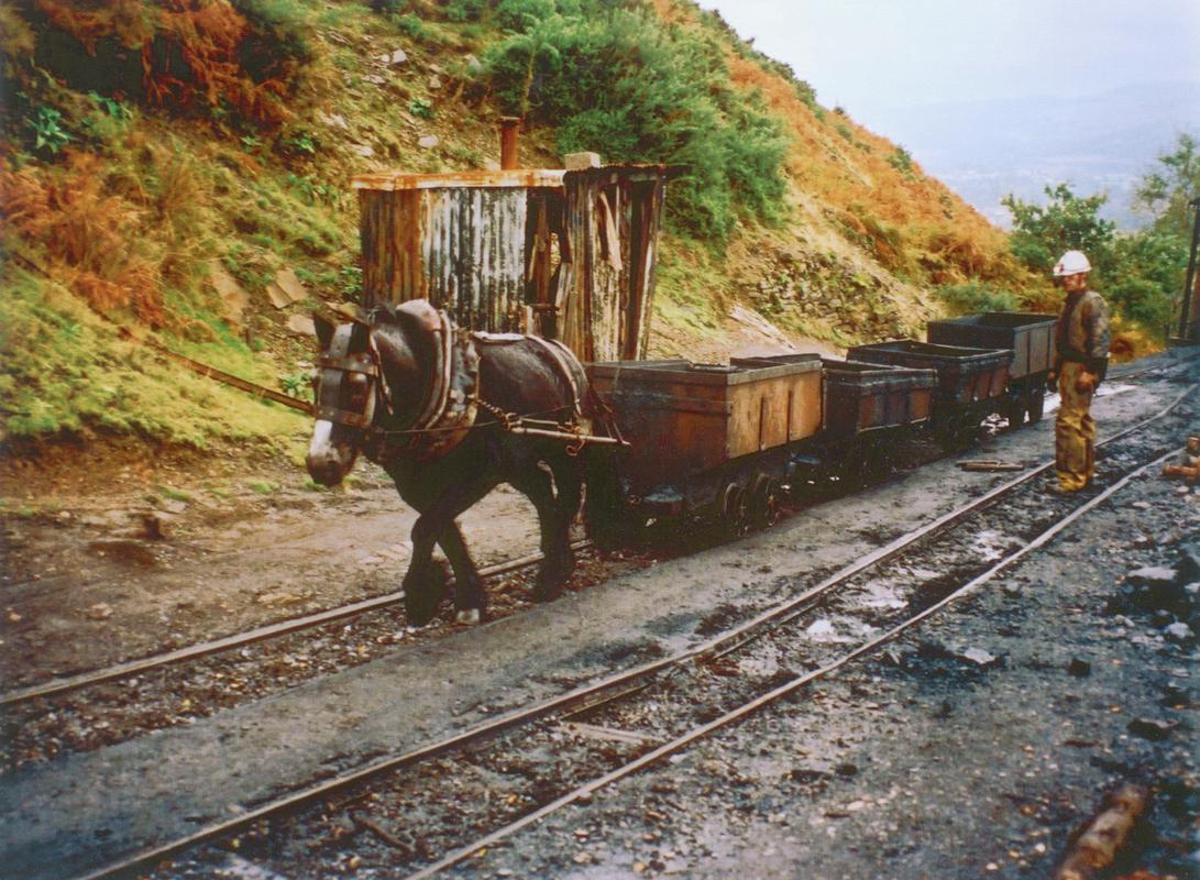 Colliery horse pulling four drams at Pentwyn No. 3 mine