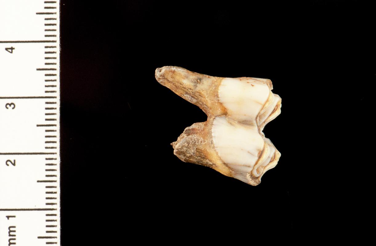 Reindeer molar