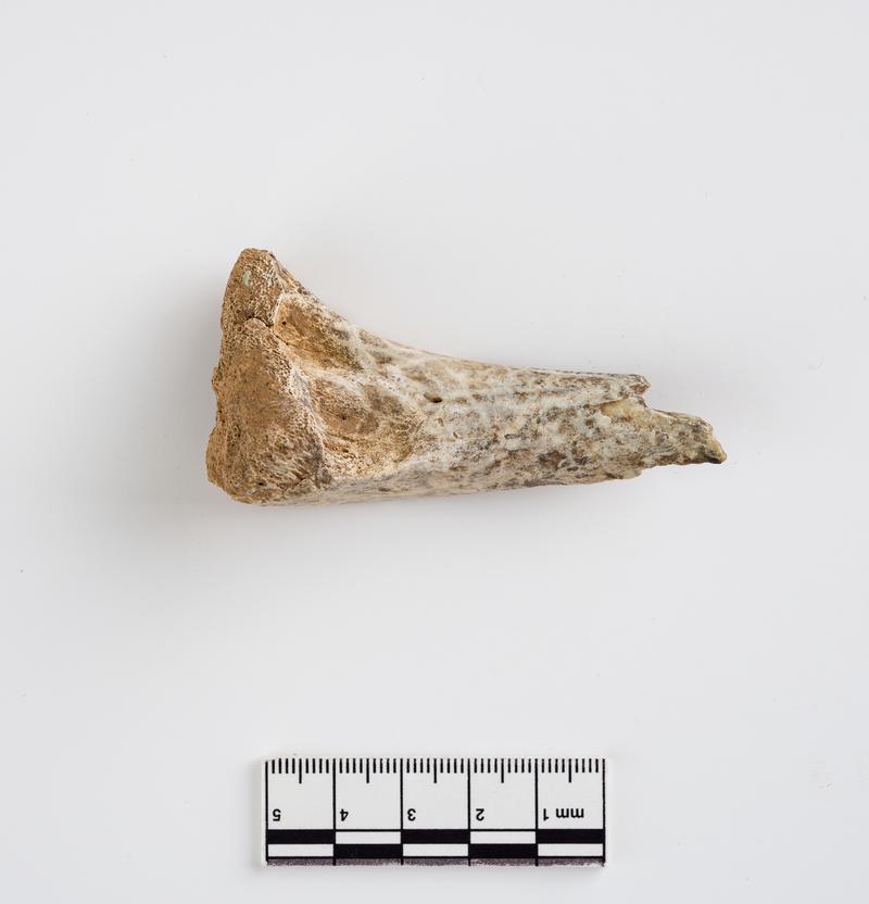 Pleistocene reindeer bone