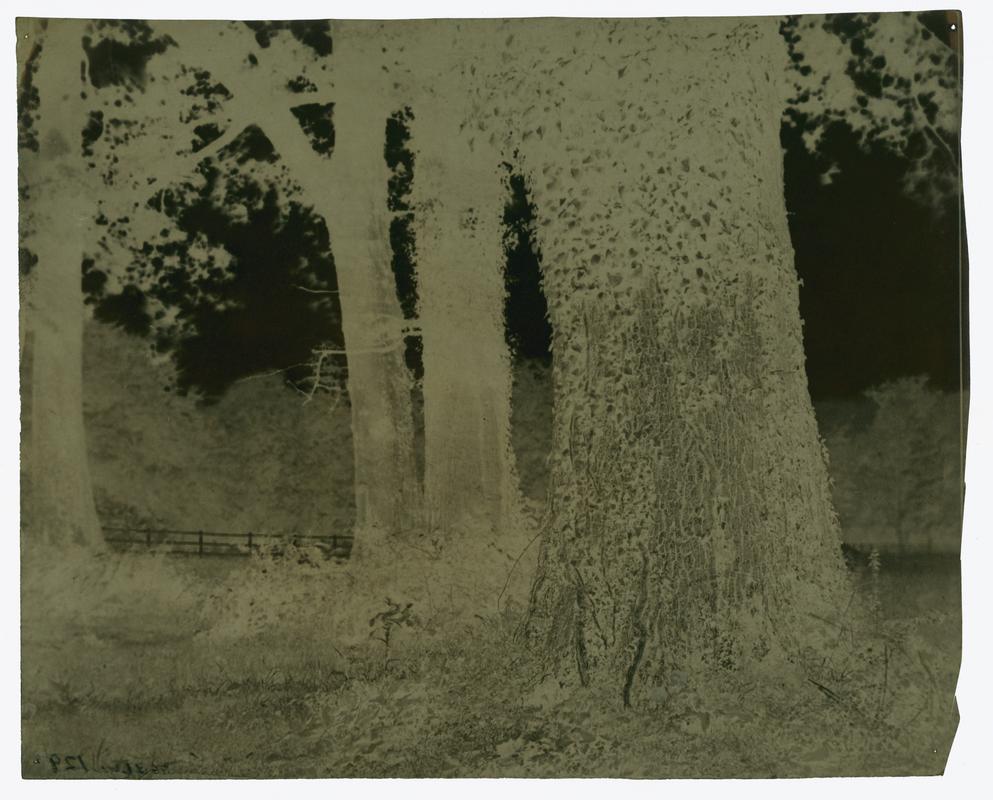 Trees, negative