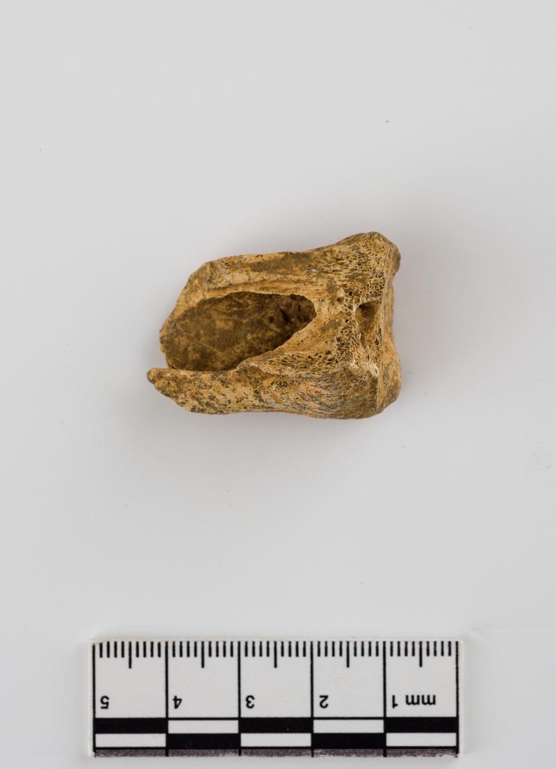 Pleistocene deer bone