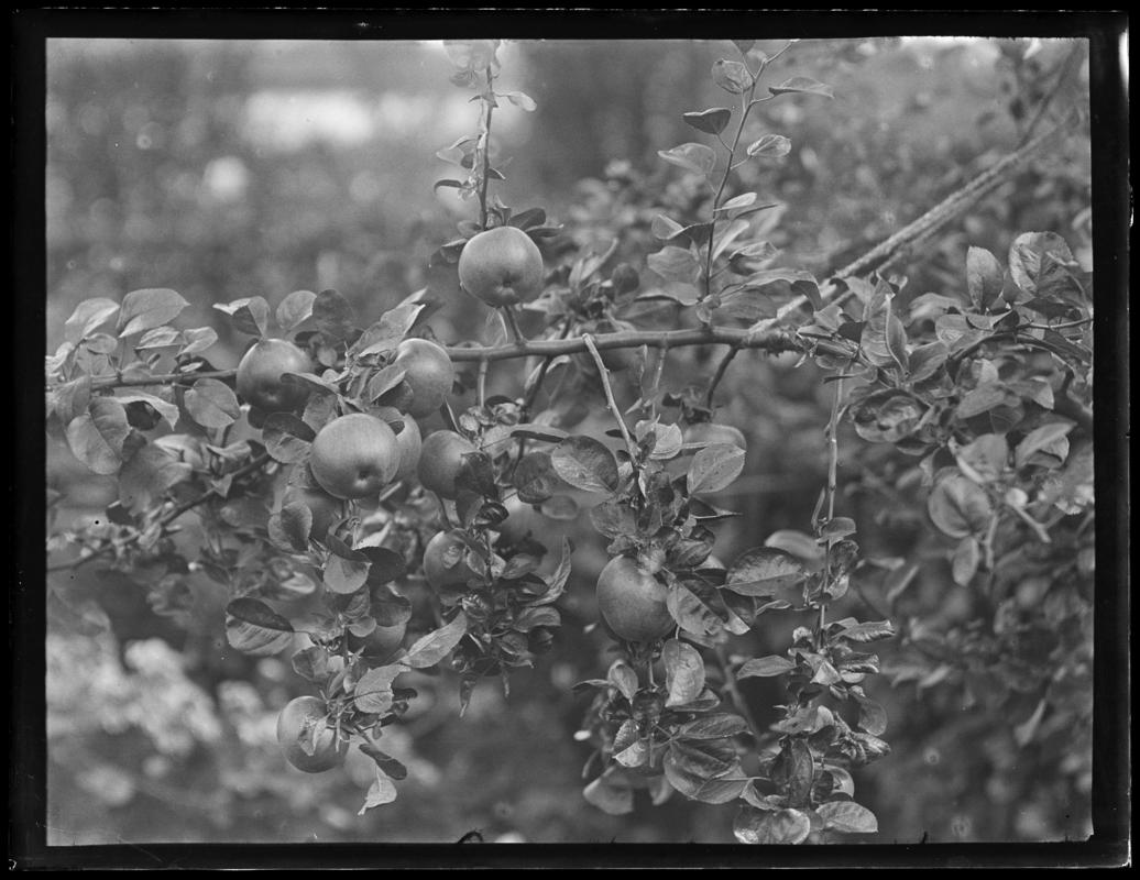 Apples, glass negative