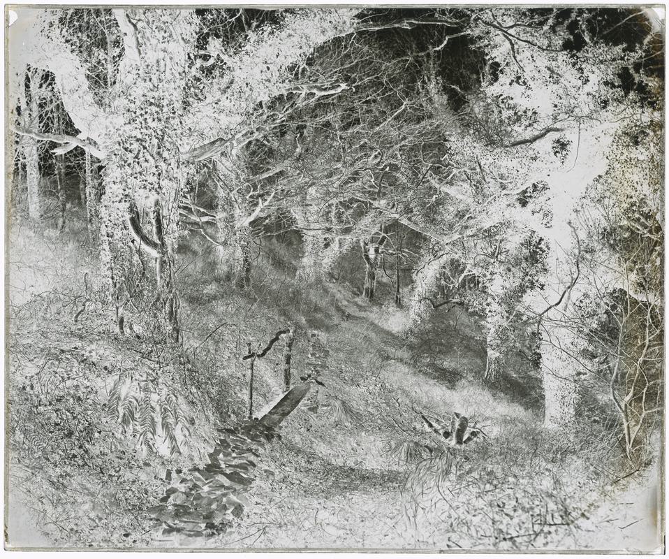 Penllergare, in the valley, glass negative