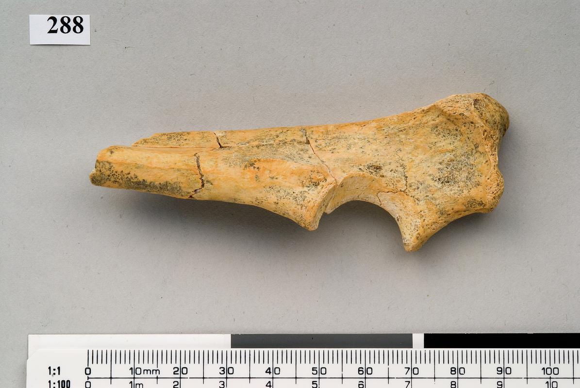 Pleistocene wolf bone . Pontnewydd Cave