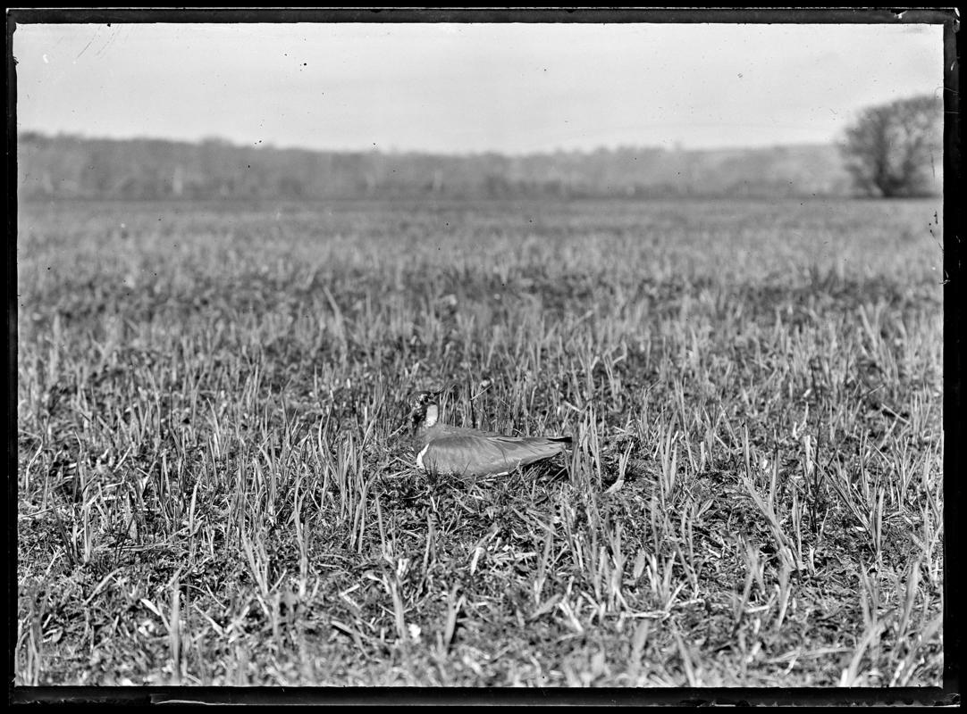 Lapwing, glass negative