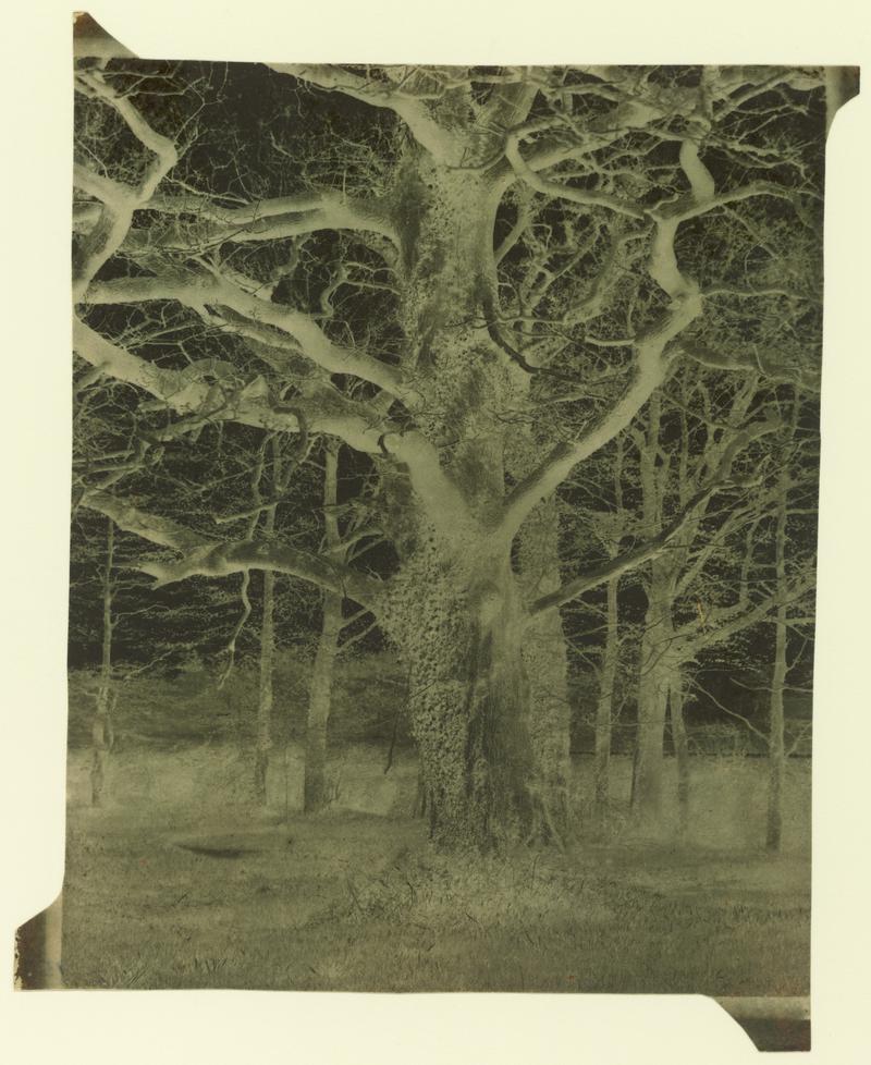 Penllergare, trees, negative