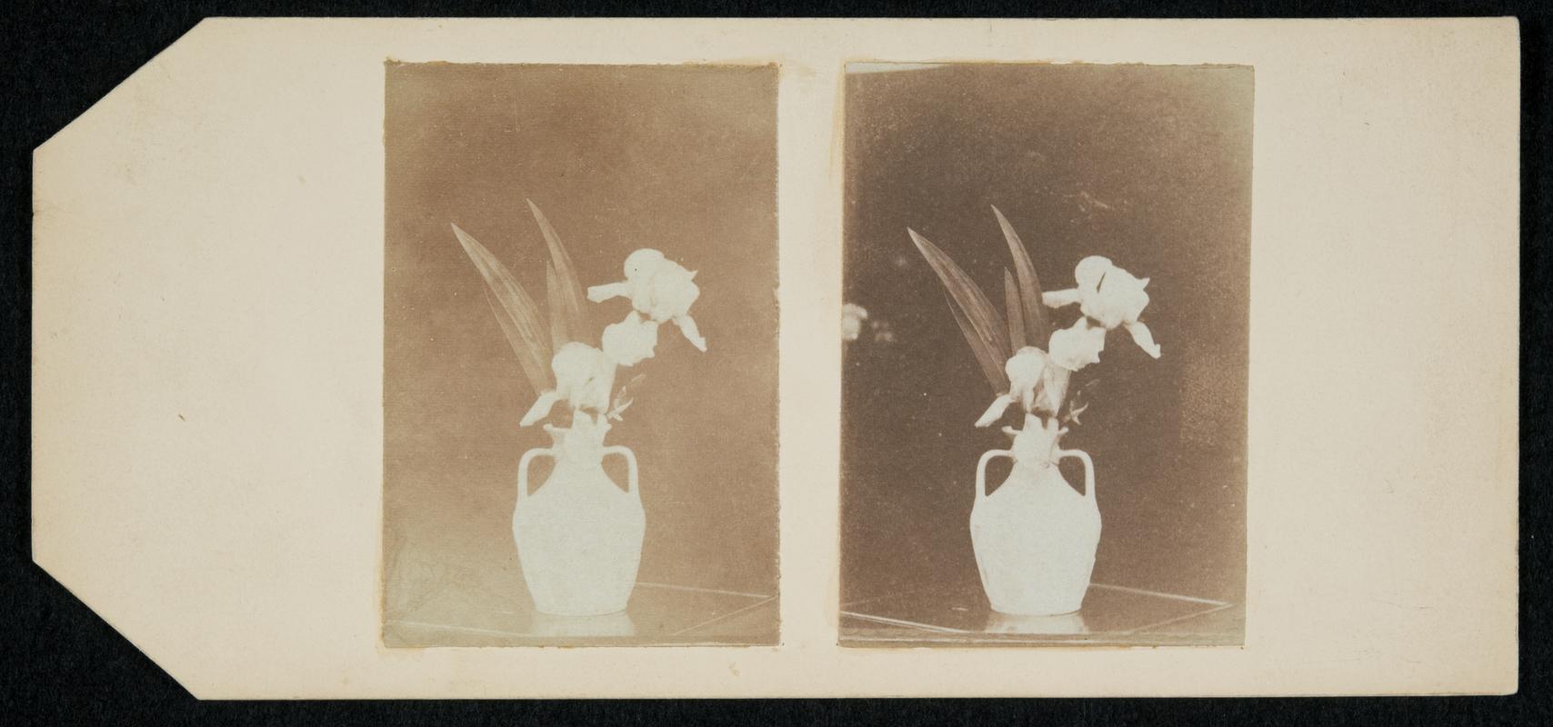 Vase of iris, photograph