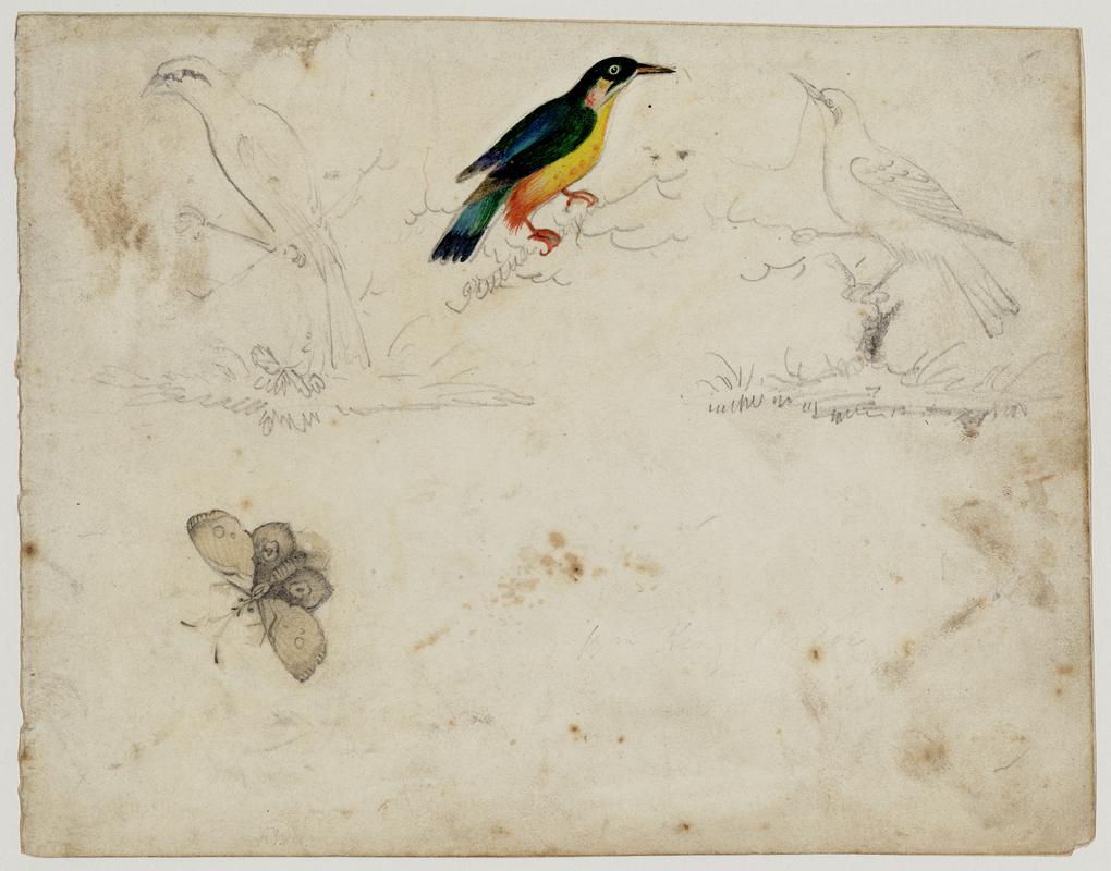 Studies of Flowers and Birds
