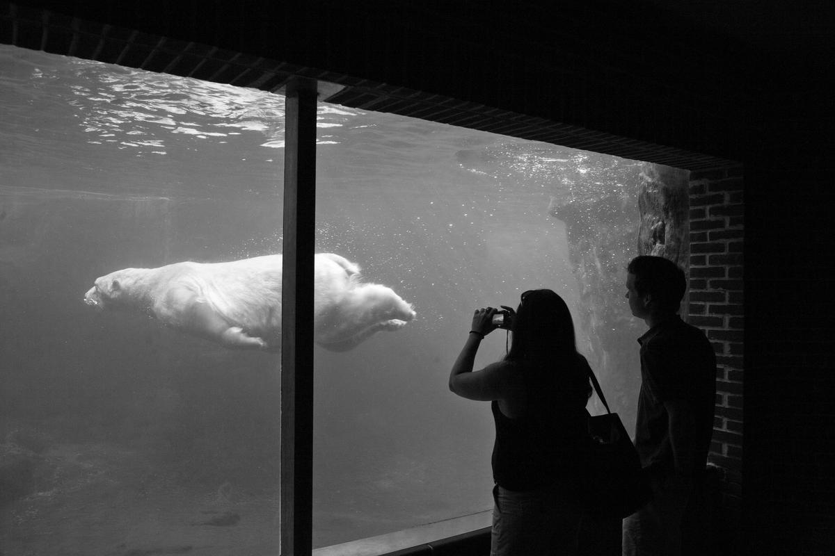 USA. NEW YORK. Polar bear in Central Park Zoo. 2007.
