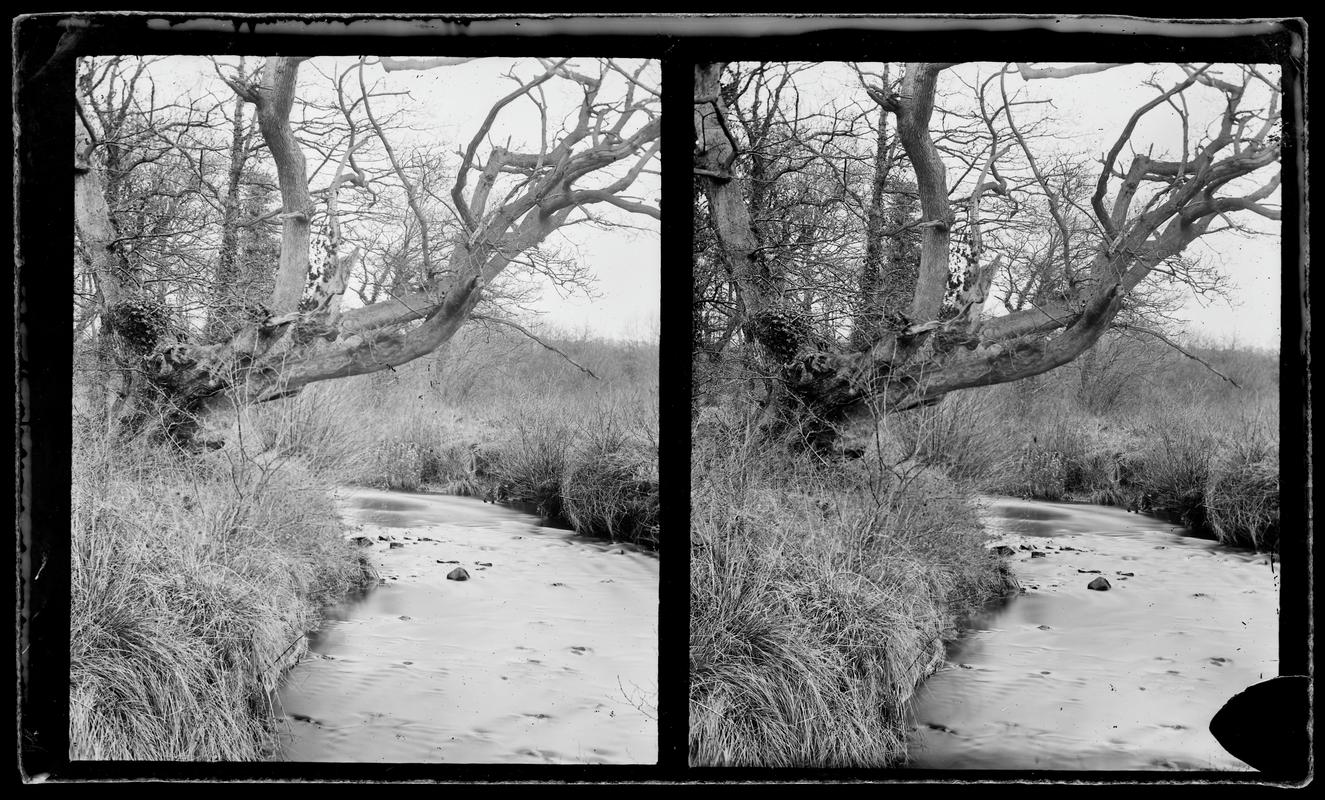 Penllergare, tree, photograph