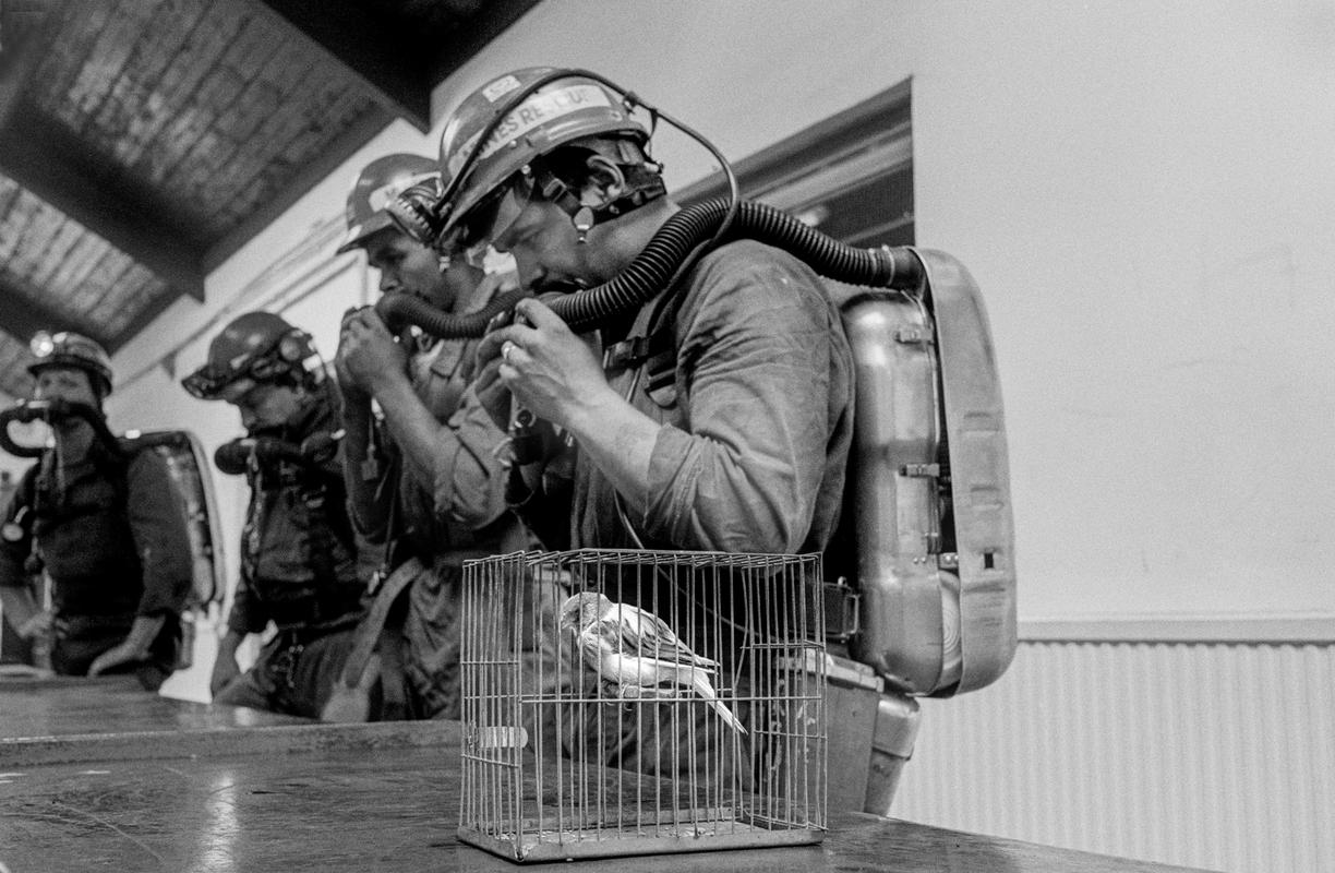 GB. WALES. Porth. Porth mine rescue team preparing equipment for a mine rescue. The Canary is still used as a back up to test for gas. 1989.