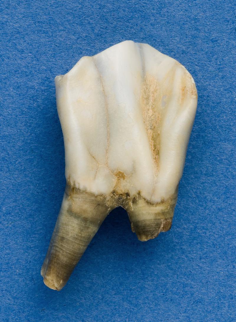 Musk Ox tooth . Pontnewydd Cave