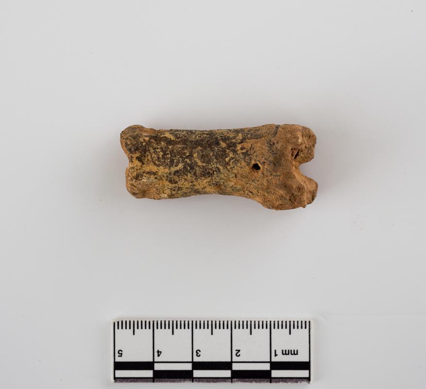 Pleistocene reindeer bone