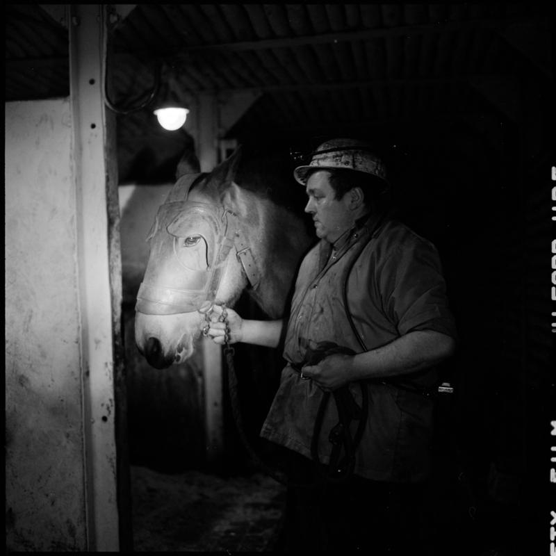 Black and white film negative showing a pit pony and ostler at the underground stables, Lady Windsor Colliery.
