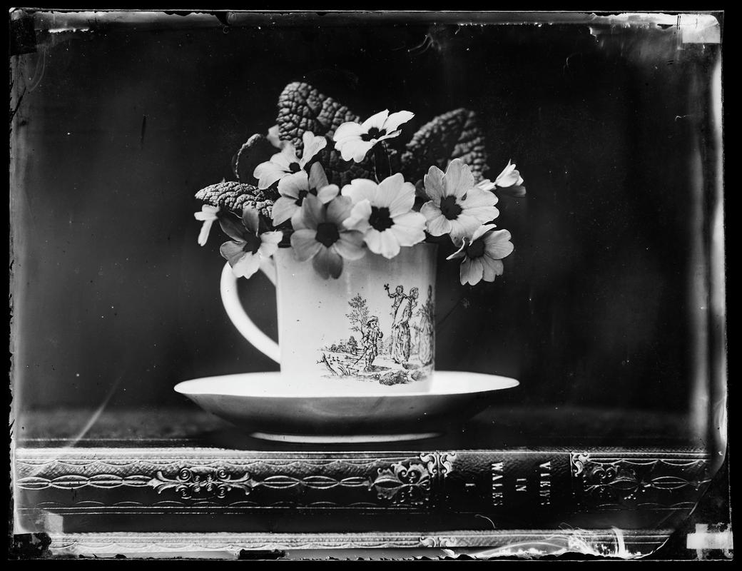 primroses in a cup and saucer, glass negative