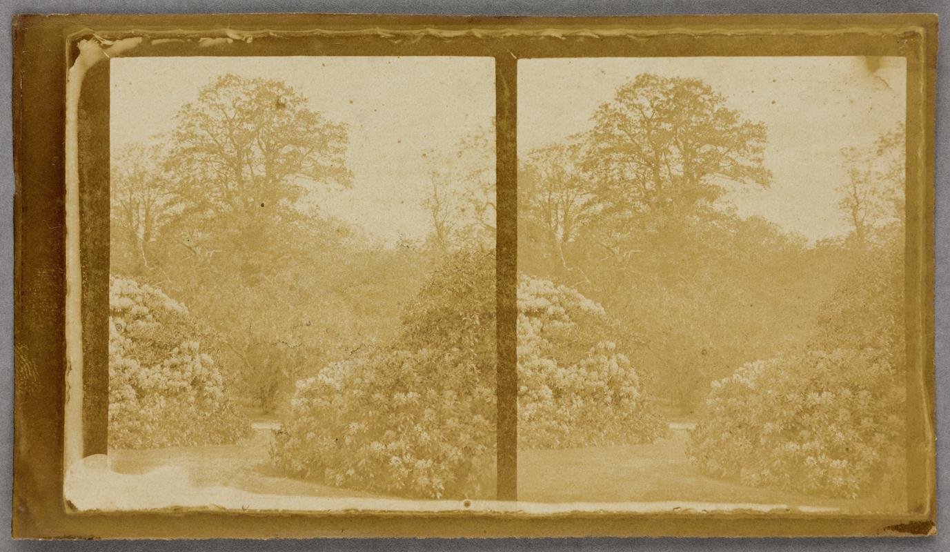 Garden, photograph