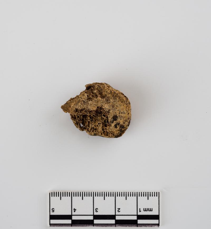 Prehistoric human bone