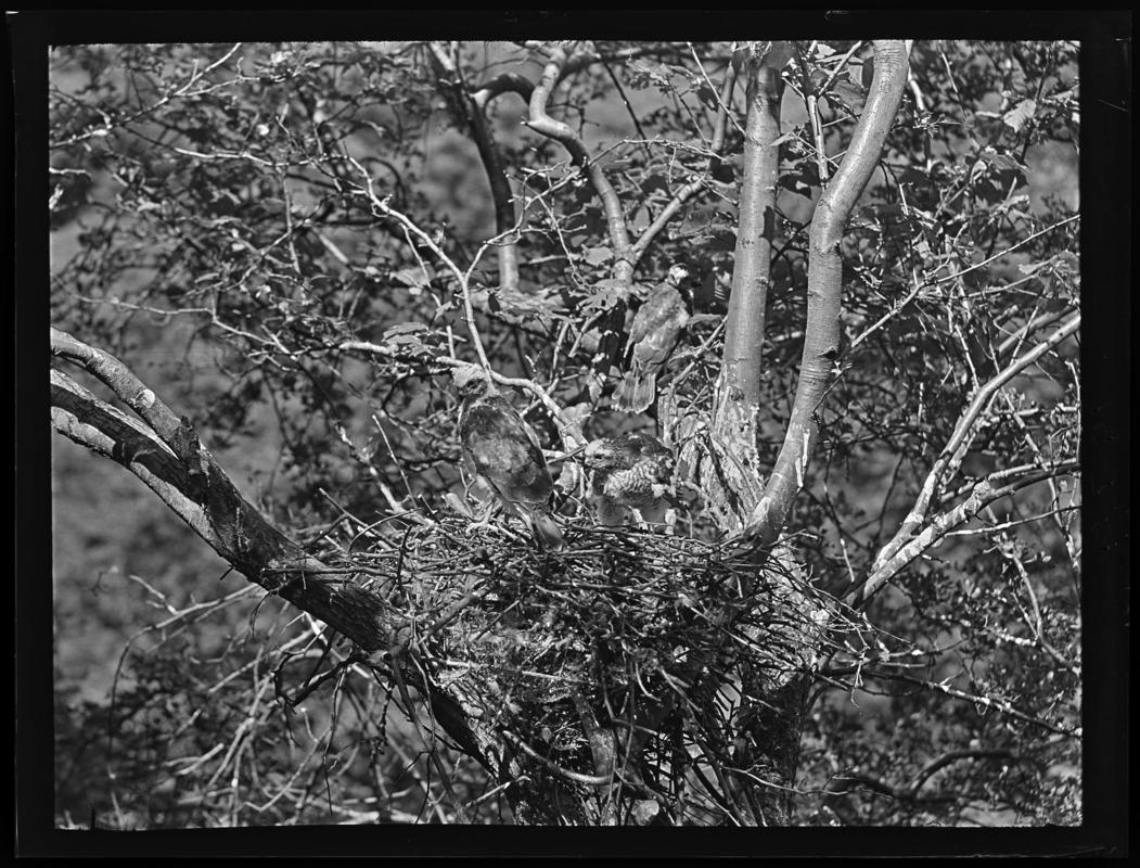 Sparrowhawks, glass negative