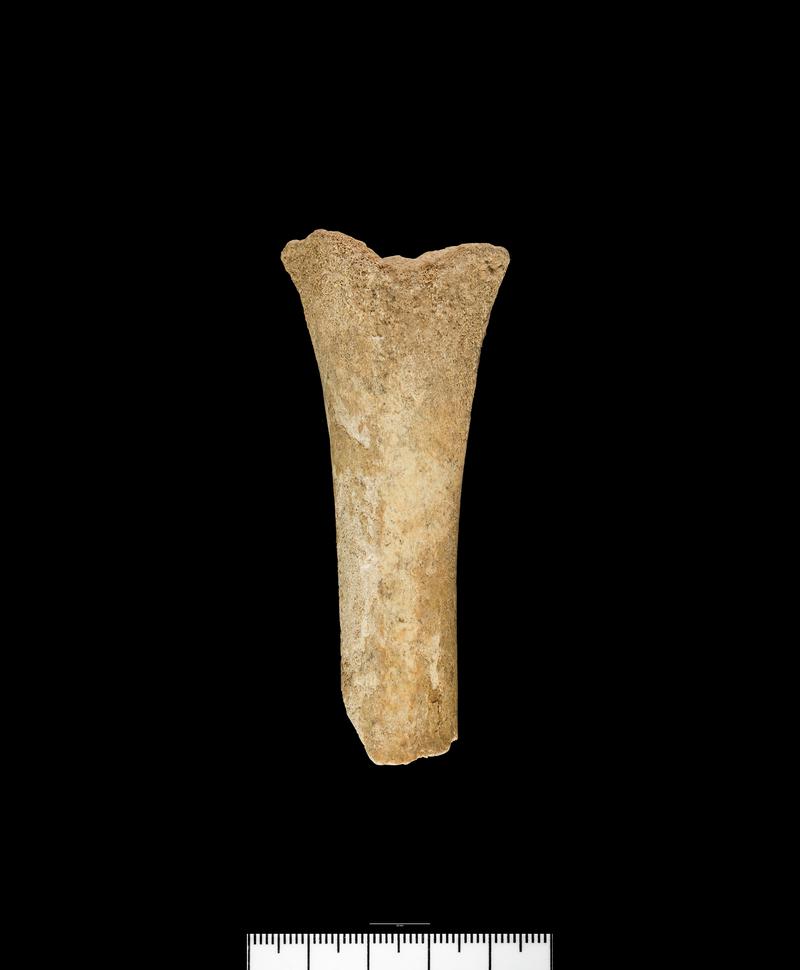 Neolithic deer bone