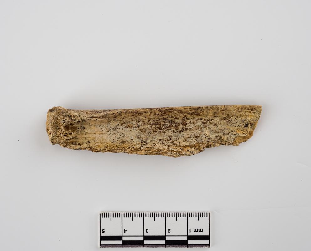 Pleistocene reindeer bone