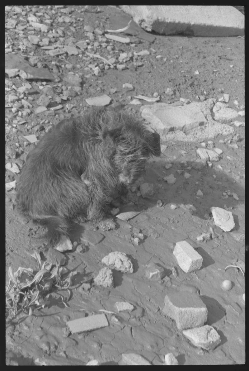 Dog sitting amongst rubble.