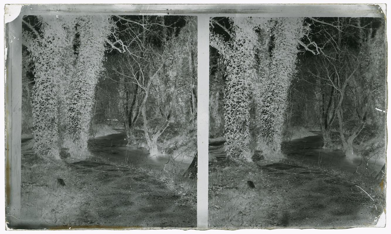 Glass negative