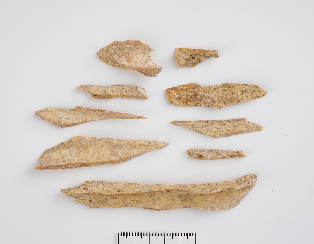 Pleistocene reindeer bone