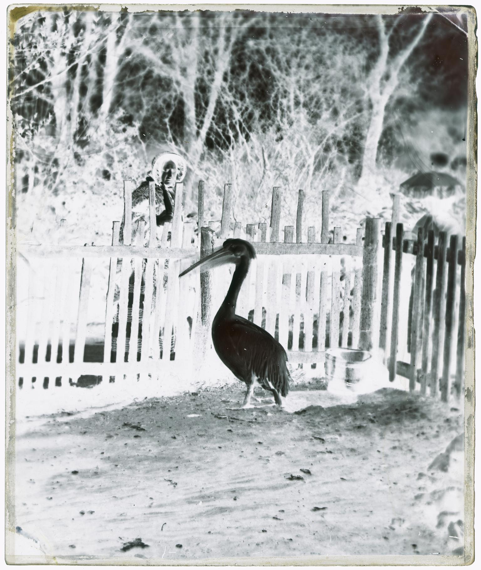 Pelican in the Clifton Zoological Gardens (glass negative)