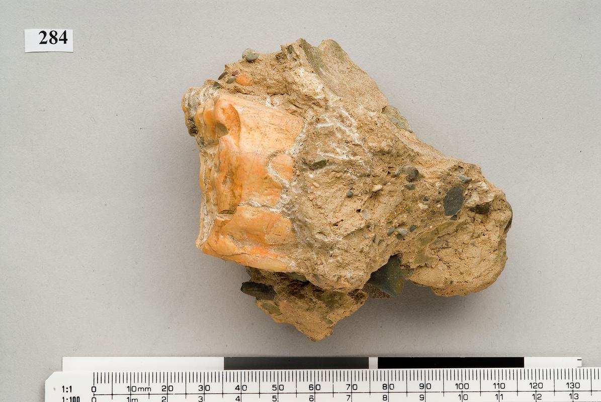 Pleistocene horse tooth . Pontnewydd Cave